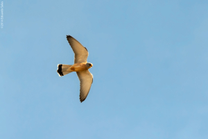 Cernícalo primilla. (Falco naumanni)