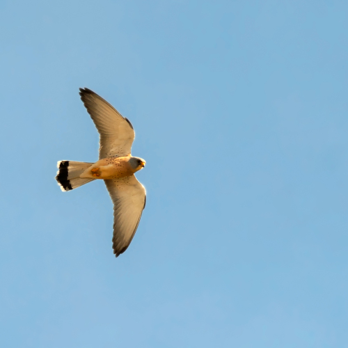Cernícalo primilla. (Falco naumanni)