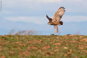Búho real. ​ (Bubo bubo)