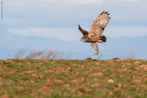 Búho real. ​ (Bubo bubo)