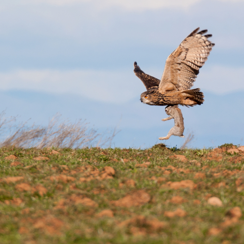 Búho real. ​ (Bubo bubo)