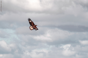 Águila real.  (Aquila chrysaetos)