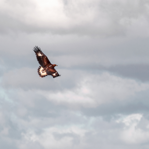 Águila real.  (Aquila chrysaetos)