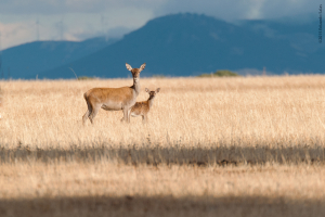 Ciervo europeo.  (Cervus elaphus)