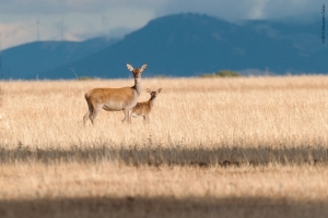 Ciervo europeo.  (Cervus elaphus)