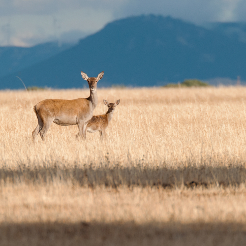 Ciervo europeo.  (Cervus elaphus)