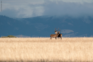 Ciervo europeo.  (Cervus elaphus)
