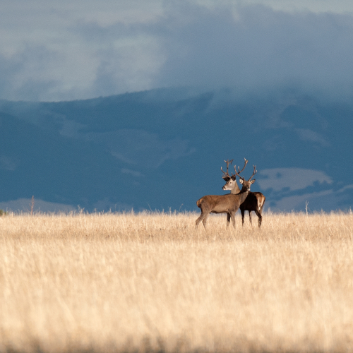 Ciervo europeo.  (Cervus elaphus)
