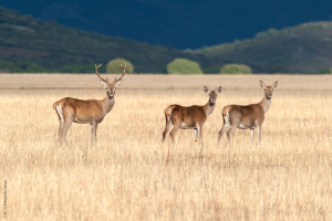 Ciervo europeo.  (Cervus elaphus)