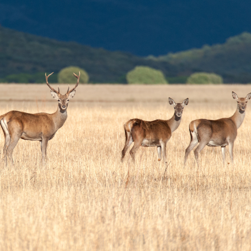 Ciervo europeo.  (Cervus elaphus)