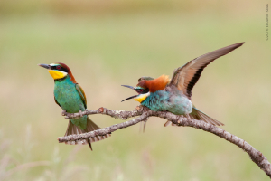 Abejaruco. (Merops apiaster)