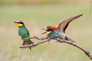 Abejaruco. (Merops apiaster)