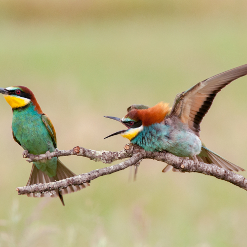 Abejaruco. (Merops apiaster)