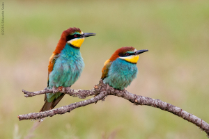 Abejaruco. (Merops apiaster)
