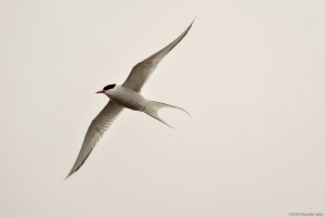 Charrán ártico.  (Sterna paradisaea).