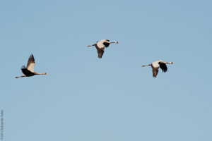 Grulla común. (Grus grus)