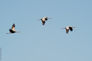 Grulla común. (Grus grus)
