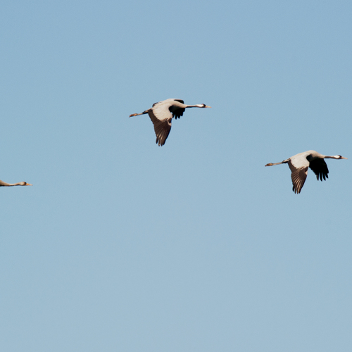 Grulla común. (Grus grus)