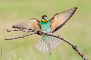Abejaruco. (Merops apiaster)