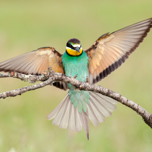 Abejaruco. (Merops apiaster)