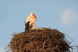Cigüeña blanca. (Ciconia ciconia)