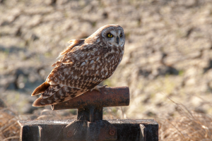 Búho campestre. (Asio flammeus)