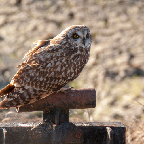 Búho campestre. (Asio flammeus)