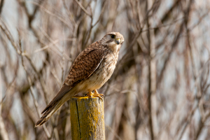 Cernícalo común. (Falco tinnunculus)