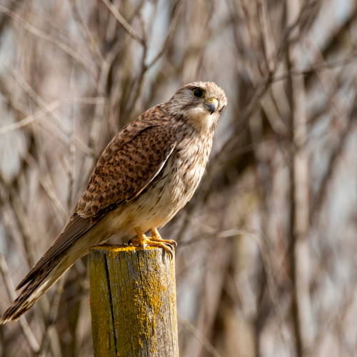 Cernícalo común. (Falco tinnunculus)