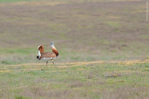 Avutarda común (Otis tarda)