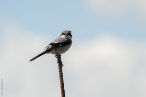 Alcaudón Real. (Lanius meridionalis)