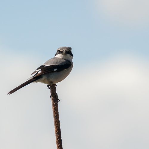 Alcaudón Real. (Lanius meridionalis)