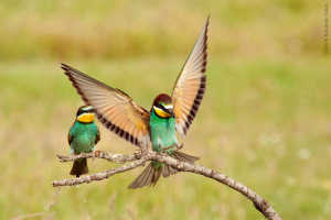 Abejaruco. (Merops apiaster)