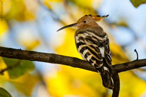 Abubilla.  (Upupa epops)