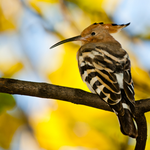 Abubilla.  (Upupa epops)