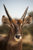 Antílope acuático. (Kobus ellipsiprymnus)