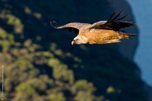 Buitre leonado. (Gyps fulvus)