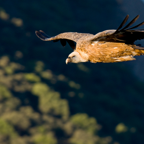 Buitre leonado. (Gyps fulvus)