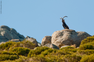 Íbice ibérico. (Capra pyrenaica victoriae)