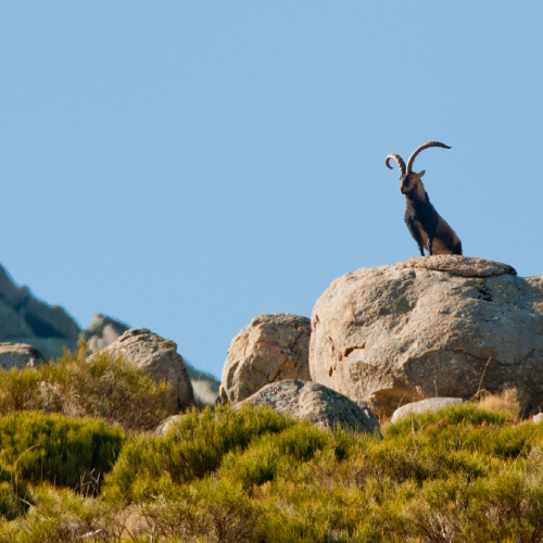 Íbice ibérico. (Capra pyrenaica victoriae)
