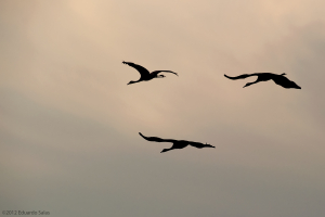 Grulla común. (Grus grus)