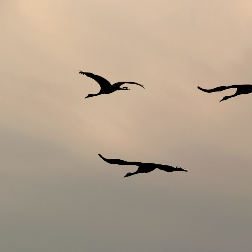Grulla común. (Grus grus)