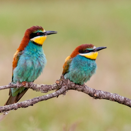 Abejaruco. (Merops apiaster)