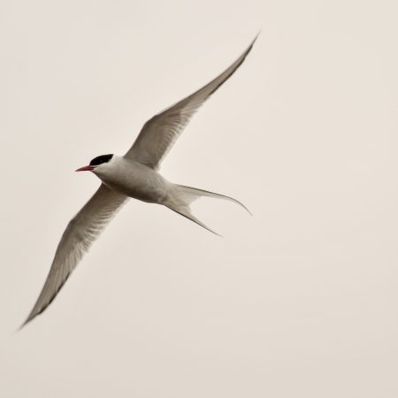 Charrán ártico.  (Sterna paradisaea).