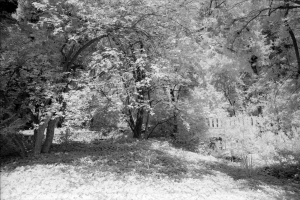 Rollei_IR400_5