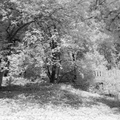 Rollei_IR400_5