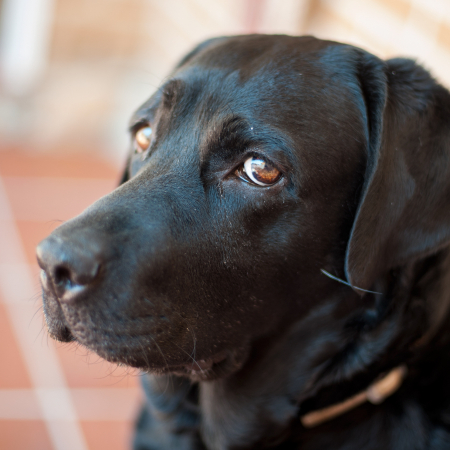 28103927695_4e6480258c_o